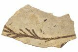 Conifer (Chamaecyparis) Fossil - McAbee, BC #255524-1